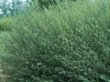 Salix purpurea nana 